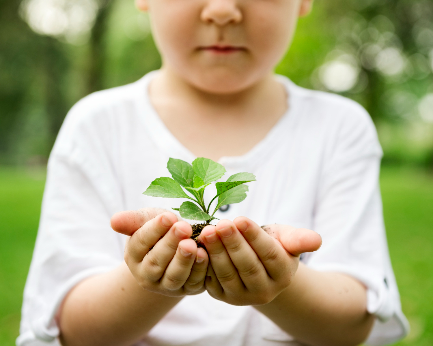 Fotografia colorida de menino (criança) segurando uma muda de planta. No fundo, um parque, cheio de natureza.